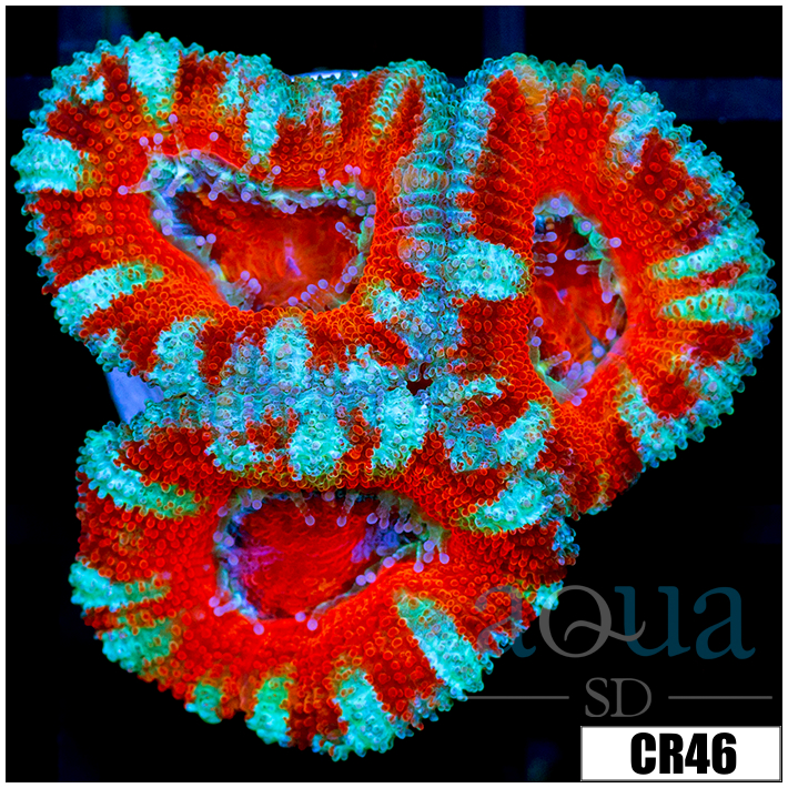 Teal Claw Acan Lord