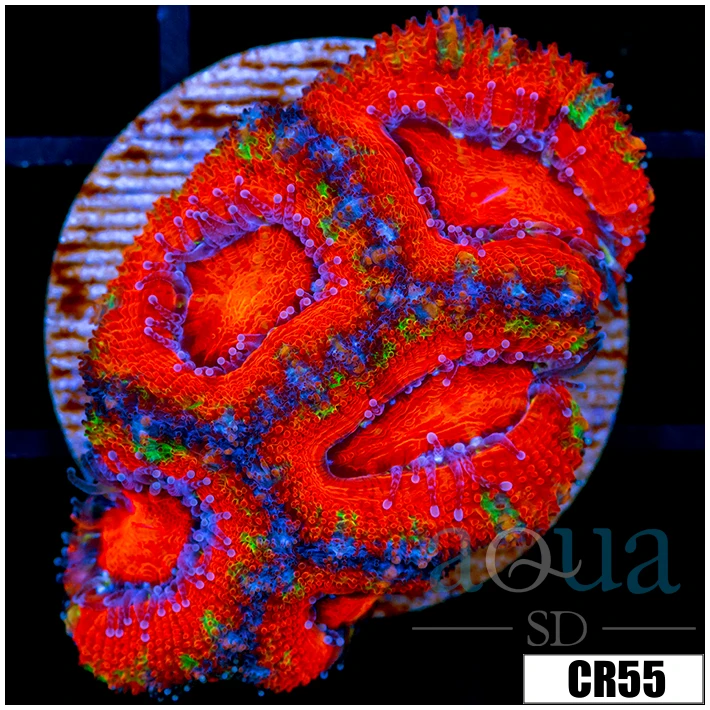 Monsoon Cultured Ultra Red Acan Lord