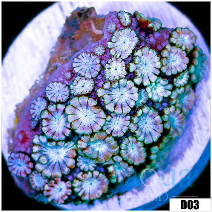 Pink Petals Alveopora