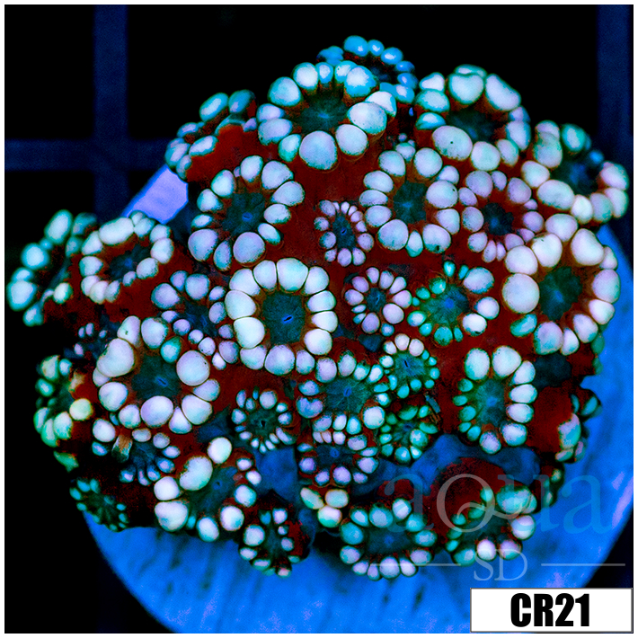 Snowflake Alveopora