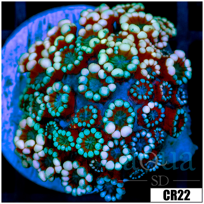 Snowflake Alveopora