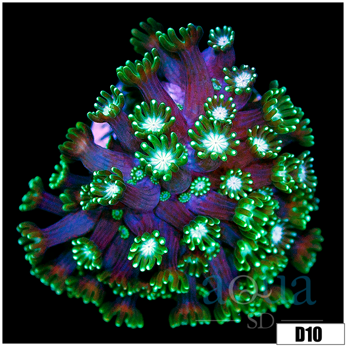 Green Petals Alveopora