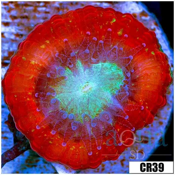 Monsoon Captive Spawned Baby Acan Lord