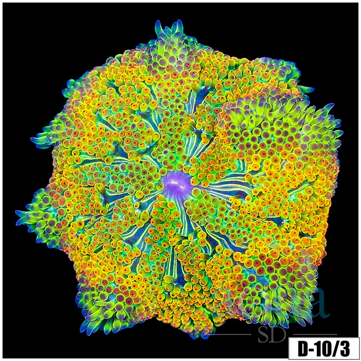 Ultra Maxi Mini Carpet Anemone