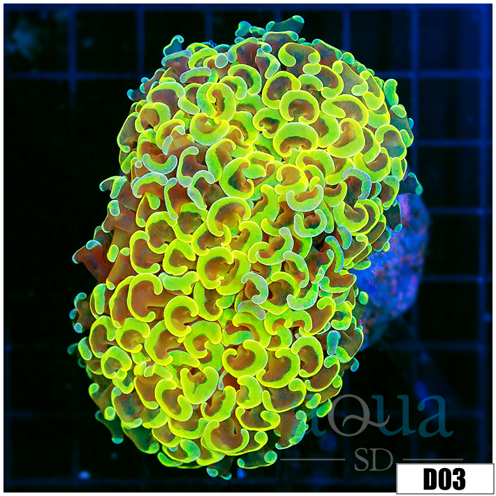 Indo Cultured Neon Wall Hammer