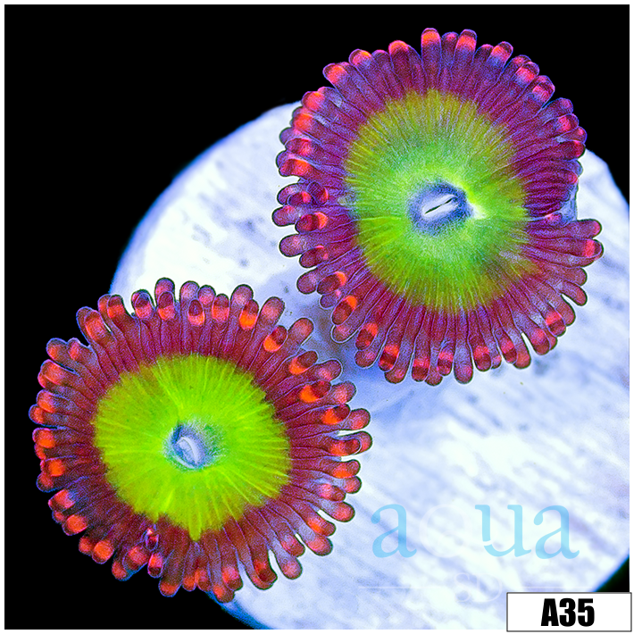 Candy Apple Zoas Multiples Available