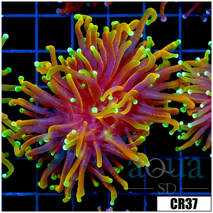 ASD Hellfire Torch Multiples Available