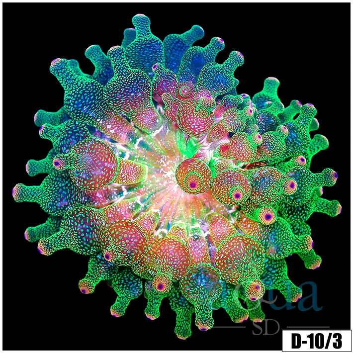 Acid Wash Bubble tip Anemone