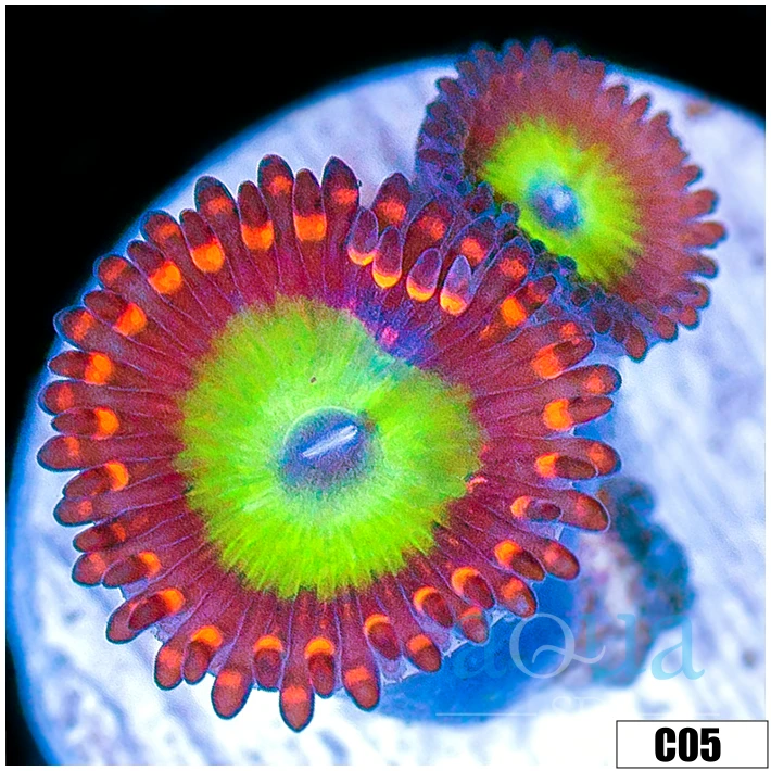 Candy Apple Zoas Multiples Available