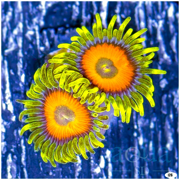 Super Saiyan Zoas Multiples Available