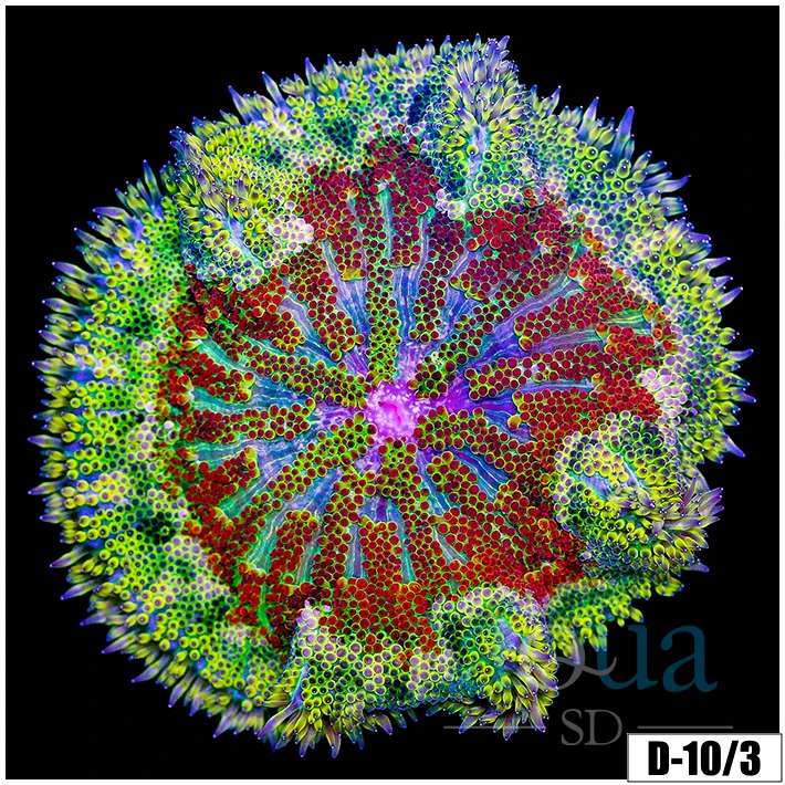 Ultra Maxi Mini Carpet Anemone