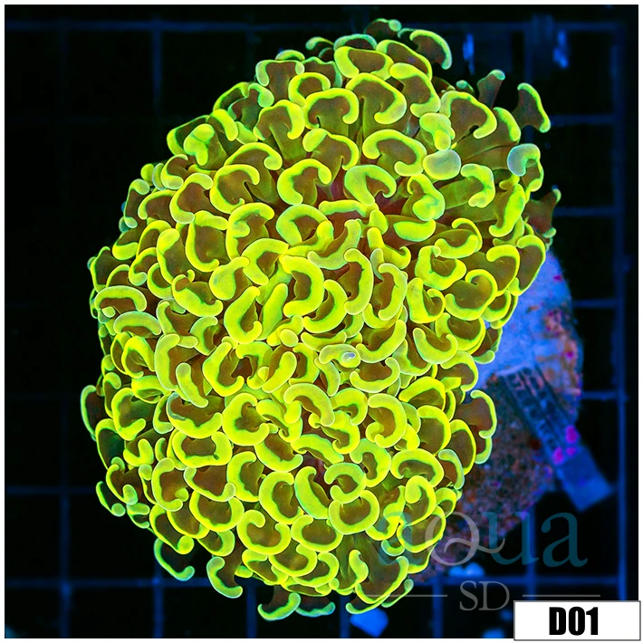 Indo Cultured Neon Wall Hammer
