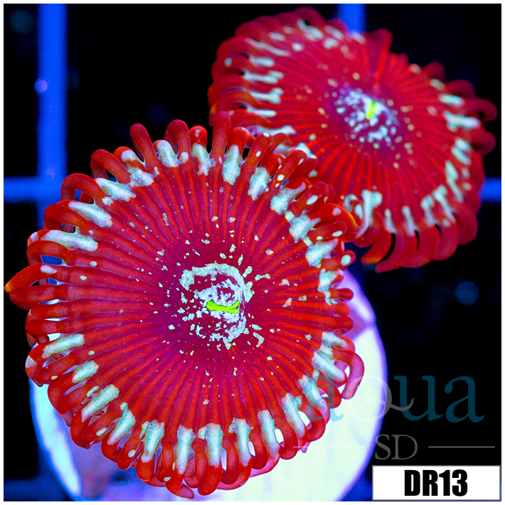 Magician Zoa Multiples Available
