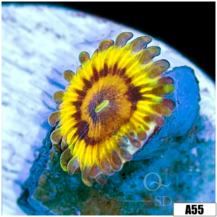 Chiquita Zoas Multiples Available