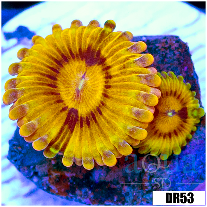 Chiquita Zoas Multiples Available