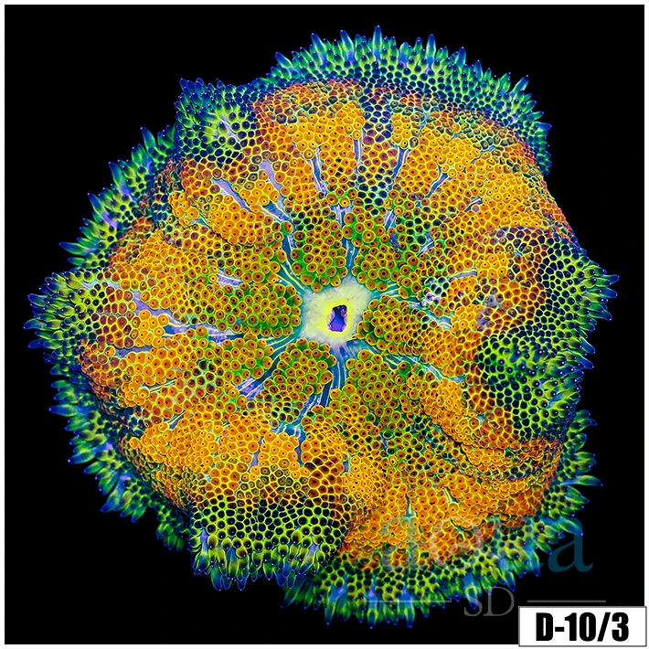 Ultra Maxi Mini Carpet Anemone