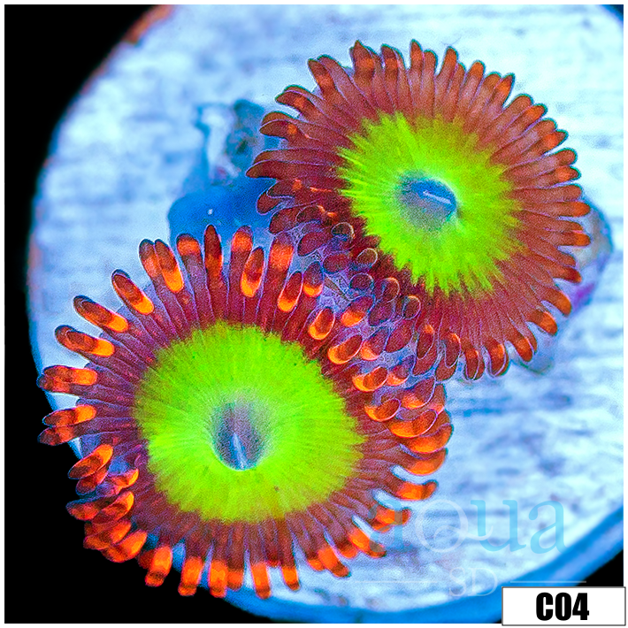 Candy Apple Zoas Multiples Available