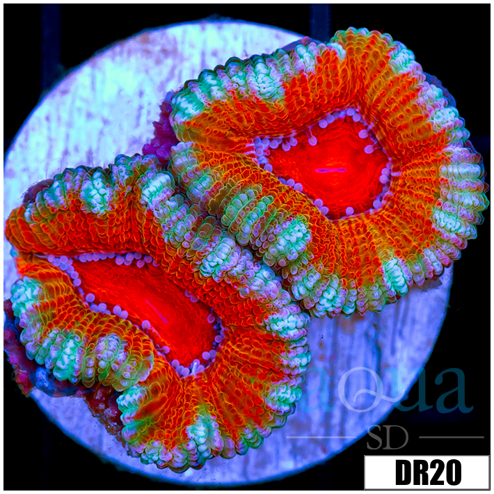 ASD Rainbow Acan Lord