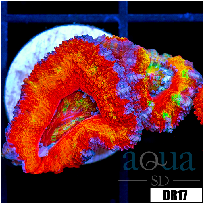 ASD Rainbow Acan Lord
