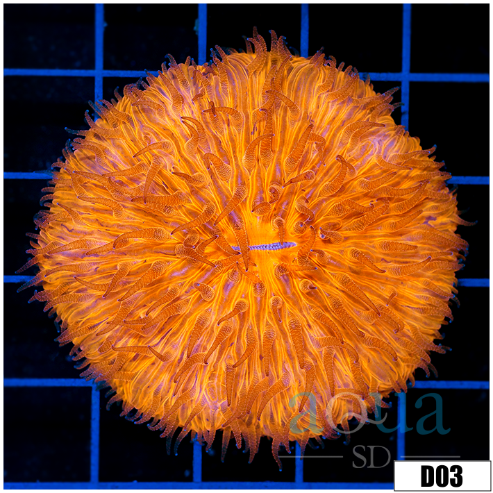 Orange Plate Coral