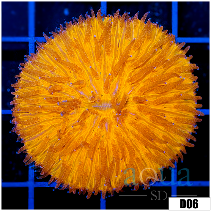Orange Plate Coral