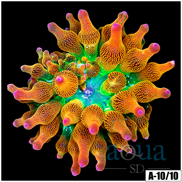 ASD Rainbow Bubble Tip Anemone (2 Inch)