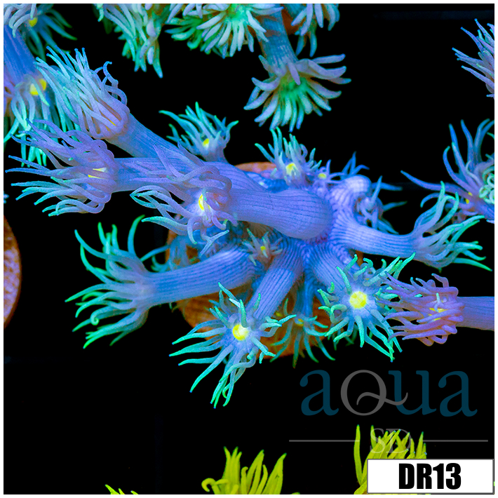 Enchanted Tips Goniopora
