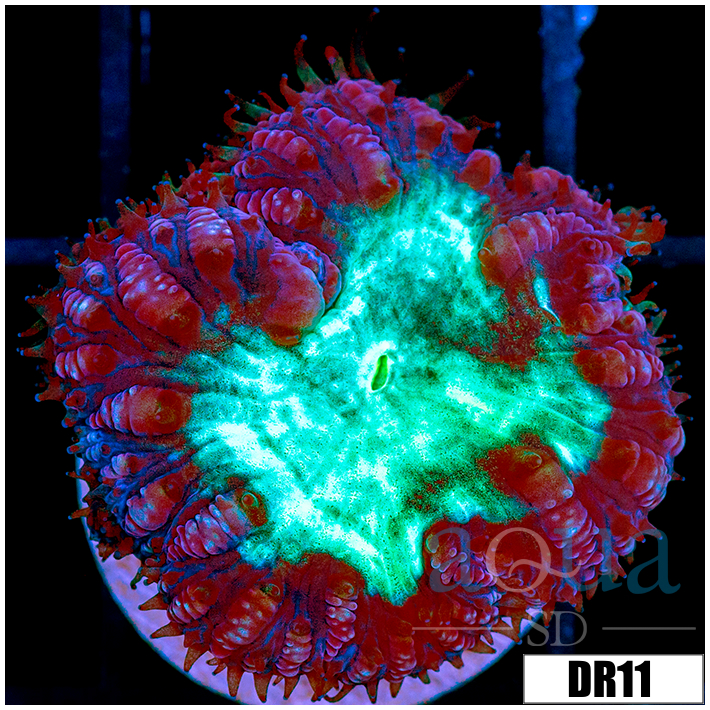 Aussie Purple Rim Blasto Wellsi