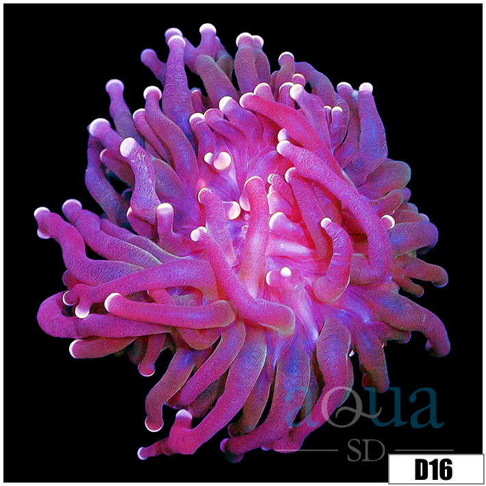 Indo Metallic Tips Torch