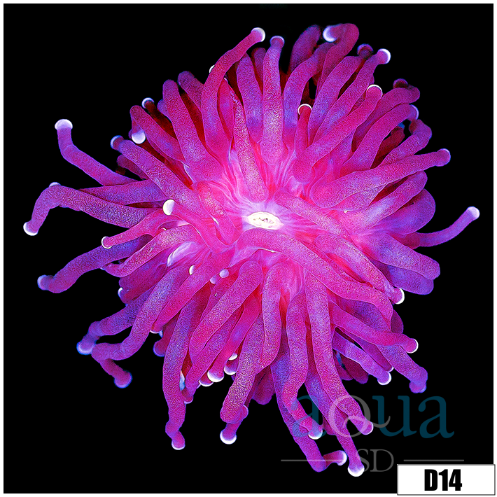 Indo Metallic Tips Torch