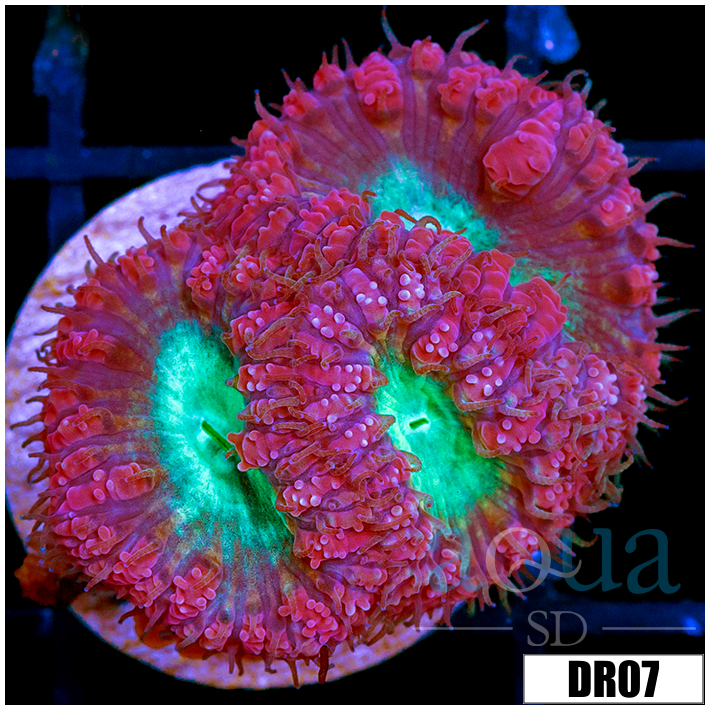 Aussie Purple Rim Blasto Wellsi