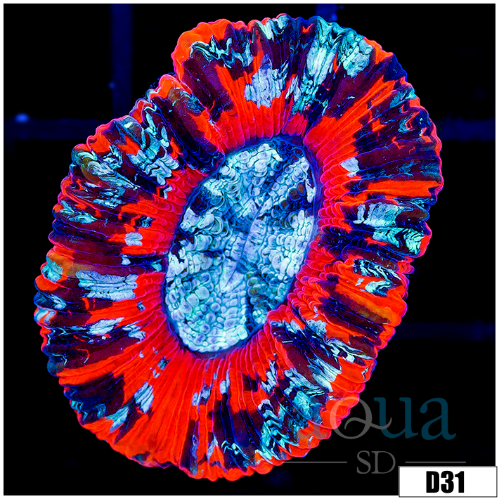 Aussie Lava Rim Splatter Trachy