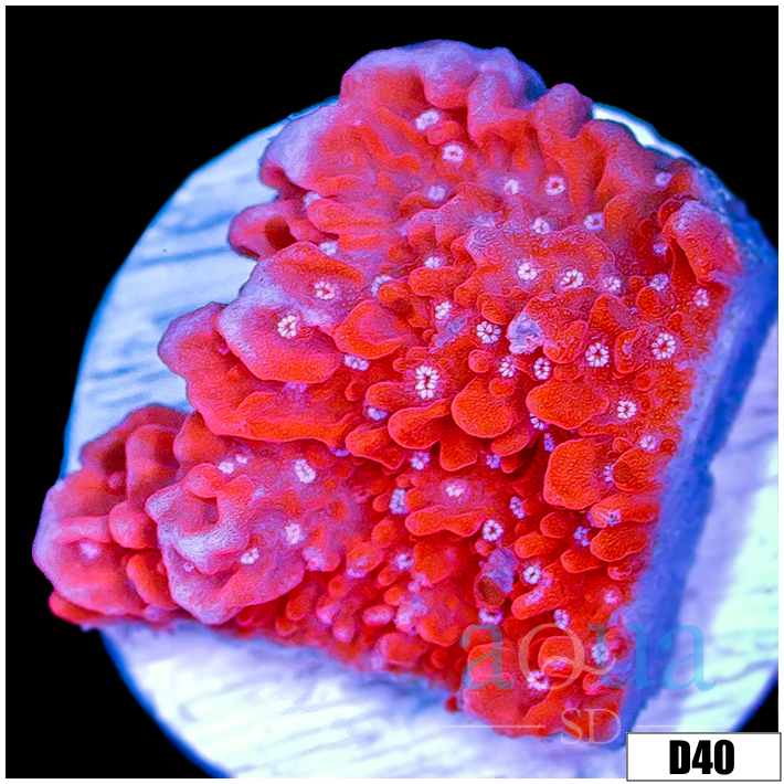 Red Monti Cap