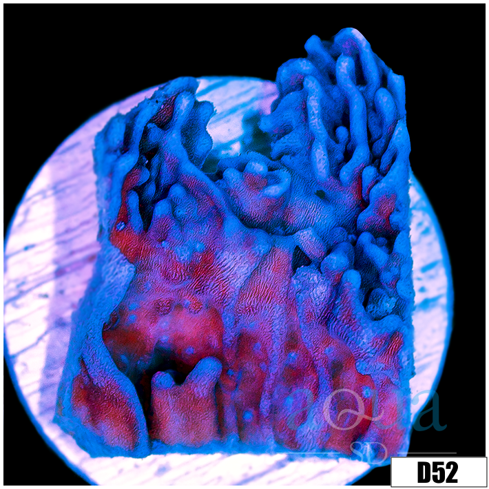 Purple Haze Montipora