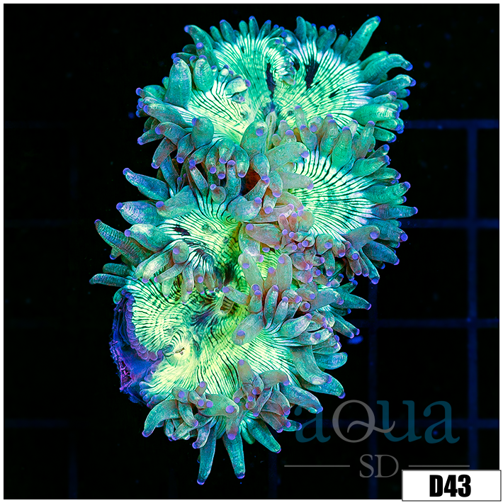 Aussie Cone Base Elegance