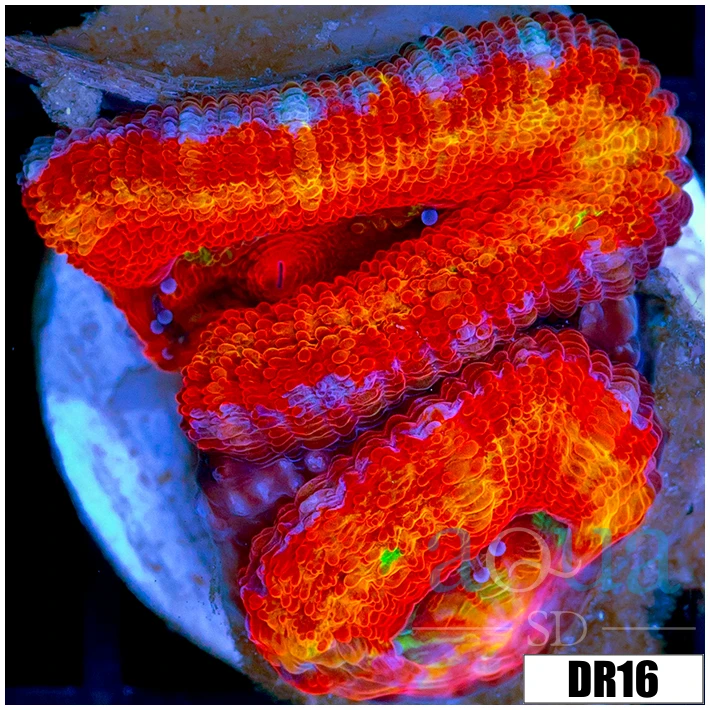 ASD Rainbow Acan Lord