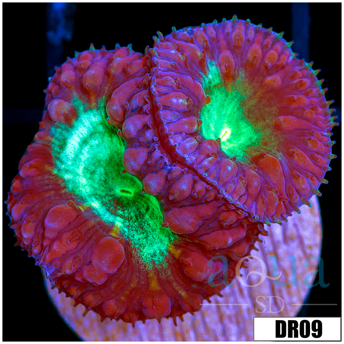 Aussie Purple Rim Blasto Wellsi