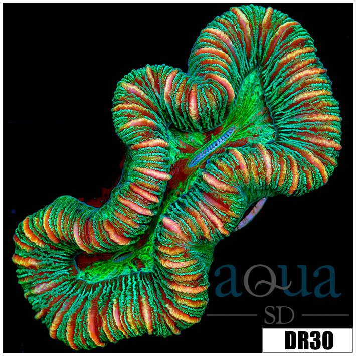 Tiger Striped Metallic Trachy