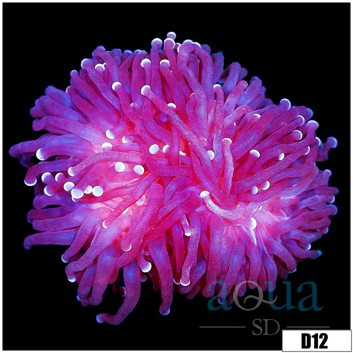 Indo Metallic Tips Torch