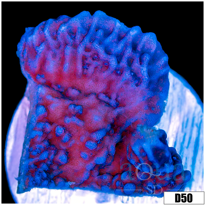 Purple Haze Montipora