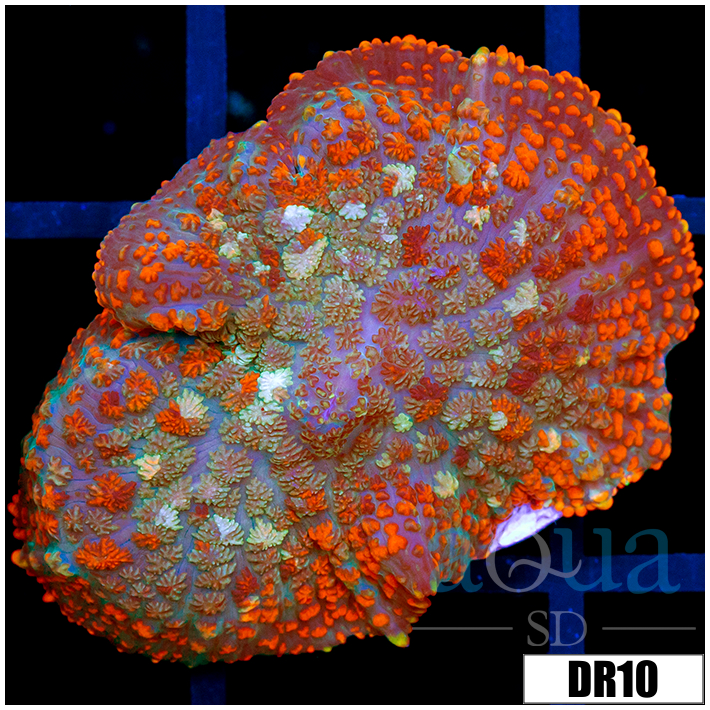 Fire Rhodactis Mushroom