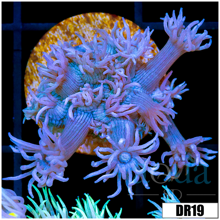 Enchanted Tips Goniopora
