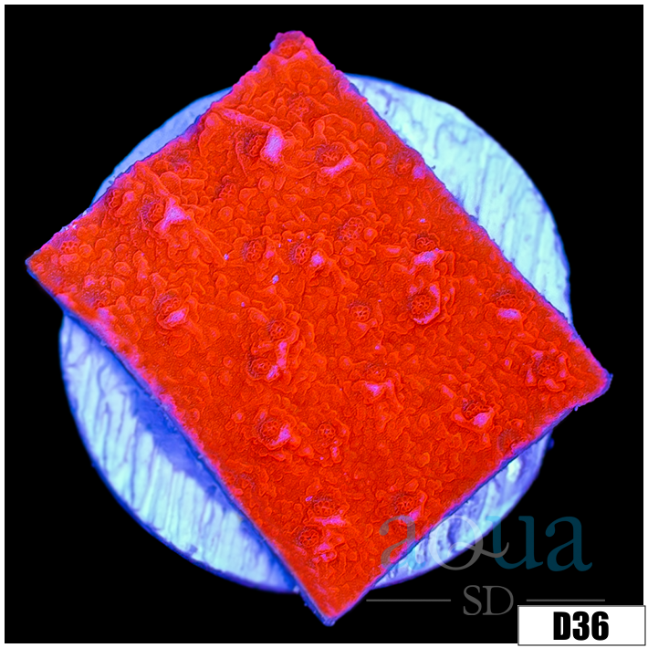 Red Monti Cap