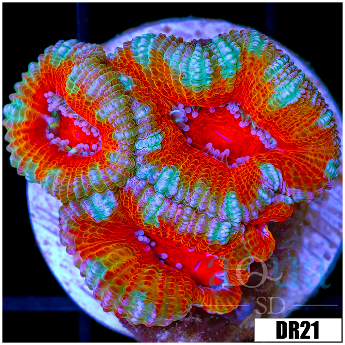 ASD Rainbow Acan Lord