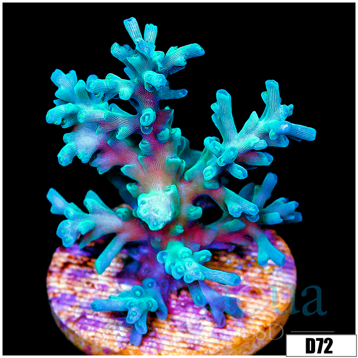 Monsoon Cultured Ice Tort