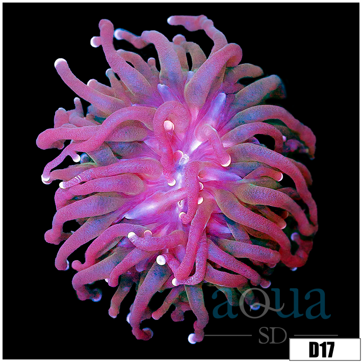 Indo Metallic Tips Torch