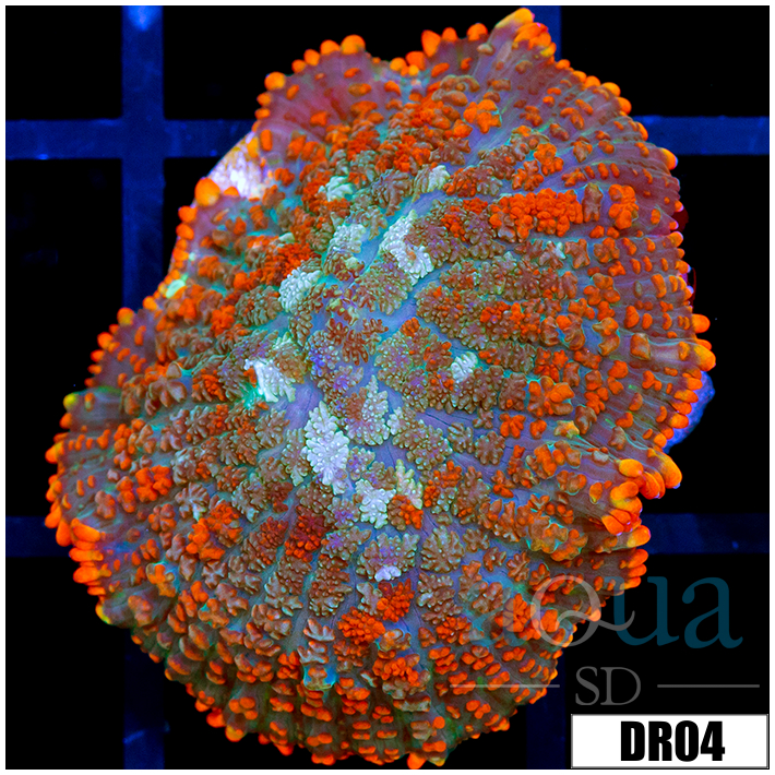 Fire Rhodactis Mushroom