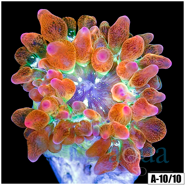 ASD Rainbow Bubble Tip Anemone