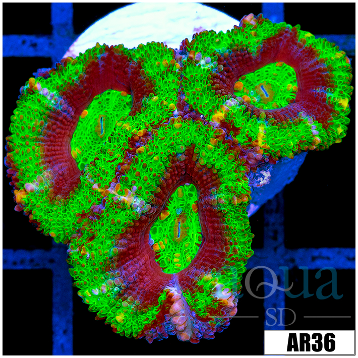 UFO Acan Lord