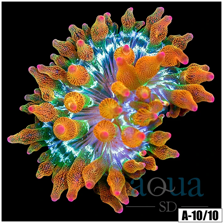 ASD Rainbow Bubble Tip Anemone